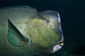   green humphead parrotfish Sipadan. used Canon 5D wideangle 17mm Sipadan  